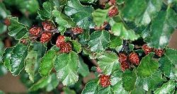 Scheinbuchen oder S�dbuchen - Nothofagus betuloides