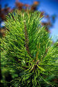 Pinus pinaster"
