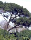Pinus pinea"