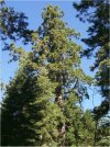 Sequoiadendron giganteum"