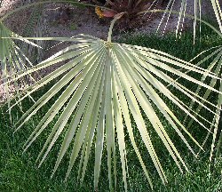 Washingtonia filifera"