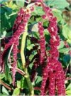 Amaranthus caudatus"