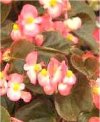 Begonia semperflorens"