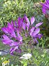 Cleome hassleriana"