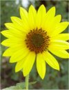 Helianthus annuus"