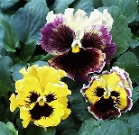 Fioriture del mese di Maggio ***** Pansy_mastmix0