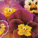 Fioriture del mese di Maggio ***** Pansybambinimix0