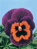 Fioriture del mese di Maggio ***** Pansyjokerpokerfacesmall