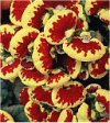 Calceolaria"
