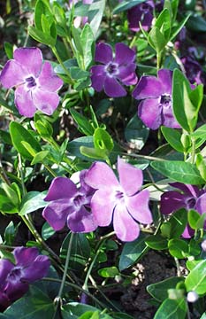 Immergr�n - Vinca major