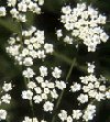 Pimpinella anisum"