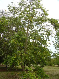 Ylang-Zlang