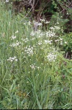 Gemeiner K�mmel