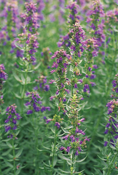 Ysop, auch Josefskraut oder Eisop - Hyssopus officinalis