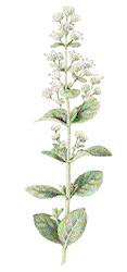 Origanum majorana"