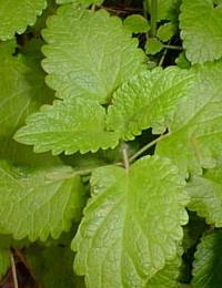 Melisse oder Zitronenmelisse - Melissa officinalis