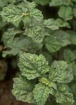 Indisches Patschuli - Pogostemon cablin