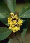 Laurus nobilis"