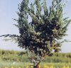 Juniperus communis"