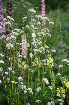 Echter Baldrian - Valeriana officinalis