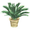 Cycas circinalis"