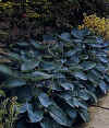 Hosta albomarginata"