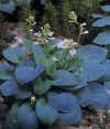 Bressingham_Blue.jpg (19257 byte)