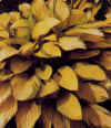 Gold_Standard.jpg (22667 byte)