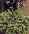Golden_Tiara.jpg (26455 byte)