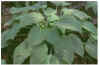 goldregal.jpg (12057 byte)