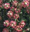  Piante Giardino - giardinaggio