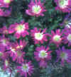  Piante Giardino - giardinaggio