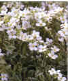  Piante Giardino - giardinaggio