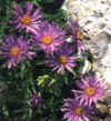  Piante Giardino - giardinaggio