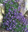  Piante Giardino - giardinaggio