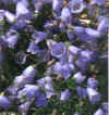  Piante Giardino - giardinaggio
