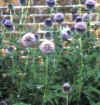  Piante Giardino - giardinaggio