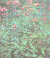  Piante Giardino - giardinaggio