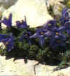  Piante Giardino - giardinaggio
