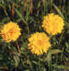  Piante Giardino - giardinaggio