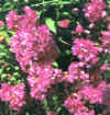  Piante Giardino - giardinaggio