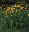  Piante Giardino - giardinaggio