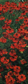  Piante Giardino - giardinaggio