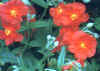  Piante Giardino - giardinaggio