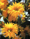  Piante Giardino - giardinaggio