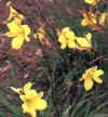  Piante Giardino - giardinaggio