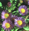  Piante Giardino - giardinaggio