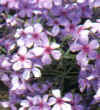 Piante Giardino - giardinaggio
