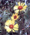  Piante Giardino - giardinaggio