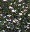  Piante Giardino - giardinaggio